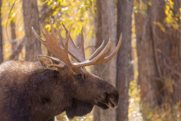 Een Stier Shiras Eland Tijdens Herfst Rut Grand Teton National — Stockfoto