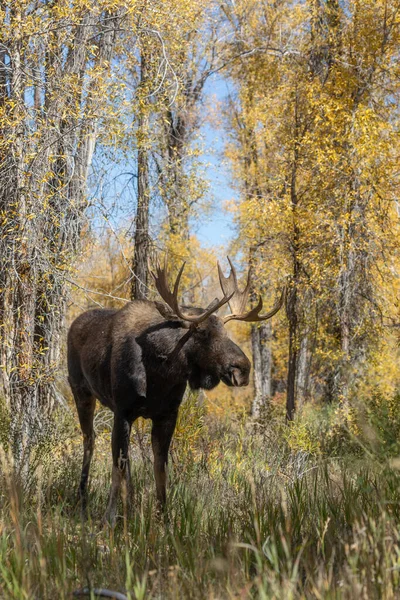 Toro Shiras Alce Durante Caída Rut Grand Teton Parque Nacional —  Fotos de Stock