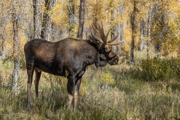Tjur Tröjor Älg Hösten Rut Grand Teton National Park Wyoming — Stockfoto