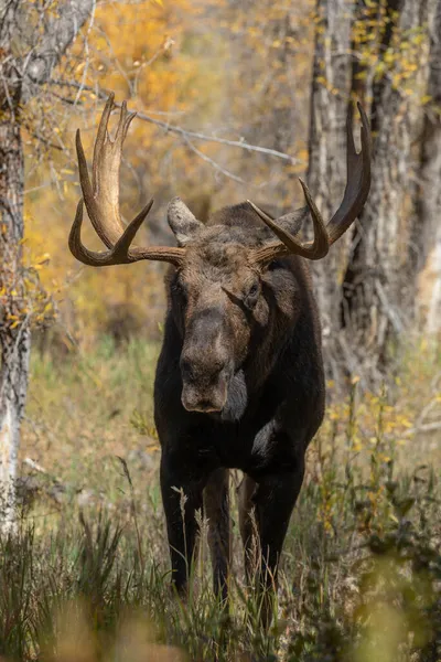Grand Teton Ulusal Parkı Wyoming 'deki sonbahar monotonluğu sırasında bir boğa shiras geyiği.