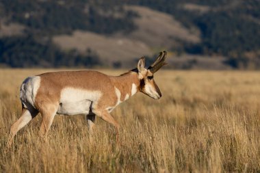 Wyoming 'de sonbaharda bir antilop geyiği.