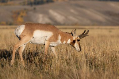 Wyoming 'de sonbaharda bir antilop geyiği.