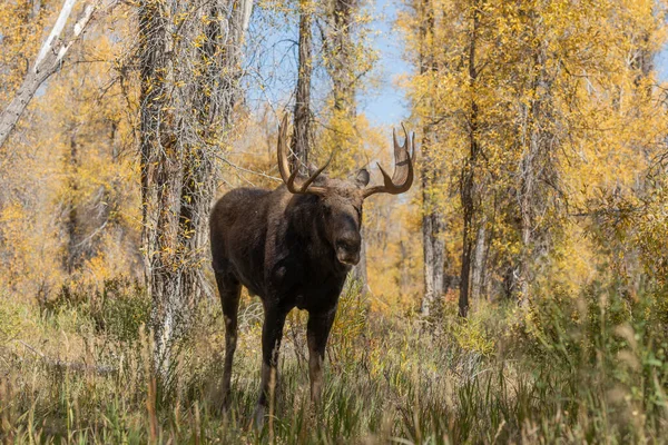 Bull Shiras Moose Fall Rut Grand Teton National Park Wyoming — Stock Photo, Image
