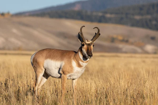 Pronghorn Antilope Buck Wyoming Autunno — Foto Stock