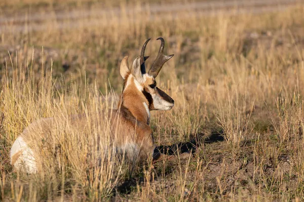 Mâle Antilope Pronghorn Dans Wyoming Automne — Photo