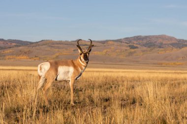 a pronghorn antelope buck in Wyoming in autumn clipart