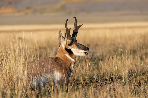 Pronghorn Antilope Buck Wyoming Autunno — Foto Stock