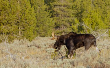 Wyoming 'deki sonbahar monotonluğu sırasında bir boğa shiras geyiği
