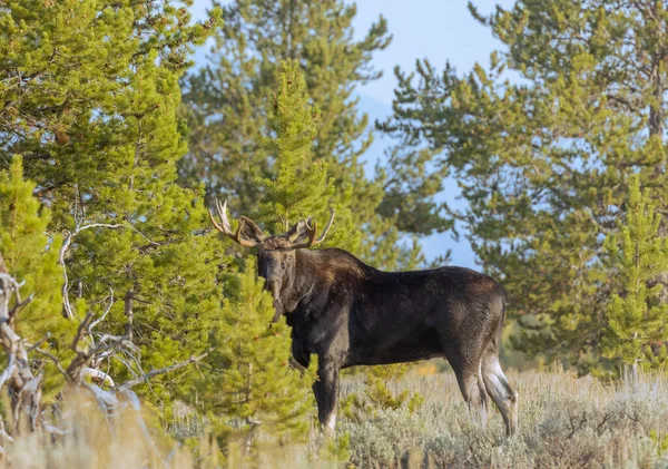 Toro Shiras Alce Durante Caída Rut Wyoming — Foto de Stock