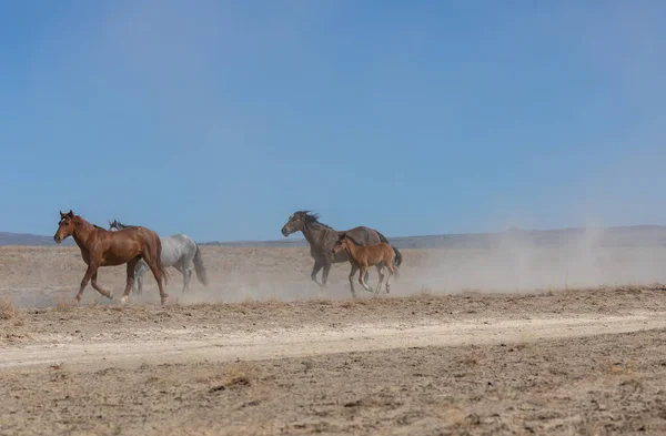 Herd Wild Horses Utah Desert — Stock Photo, Image