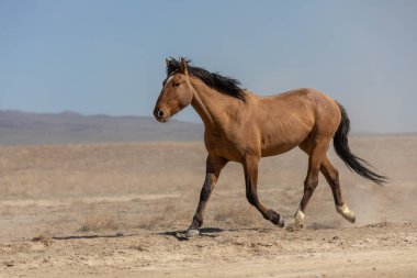 Utah çölünde ilkbaharda görkemli bir vahşi at.