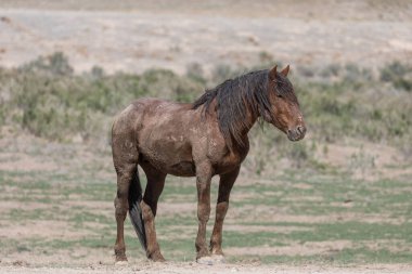 Utah çölünde ilkbaharda görkemli bir vahşi at.