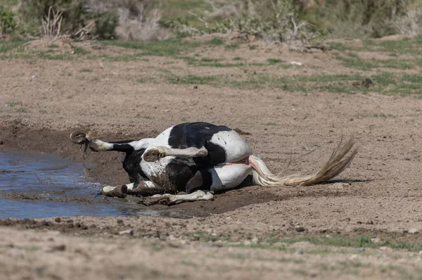 ユタ砂漠の春の雄大な野生の馬 — ストック写真