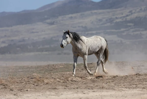 春天犹他州沙漠中的一匹雄伟的野马 — 图库照片