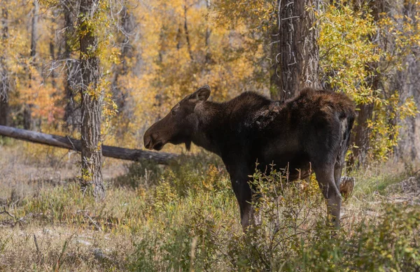 Cow Shiras Moose Grand Teton National Park Wyoming Autumn — Stock Photo, Image