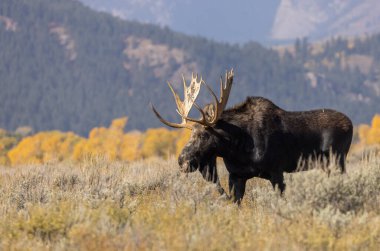 Grand Teton Ulusal Parkı Wyoming 'deki sonbahar monotonluğu sırasında bir boğa shiras geyiği.