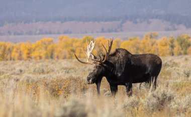 Grand Teton Ulusal Parkı Wyoming 'deki sonbahar monotonluğu sırasında bir boğa shiras geyiği.