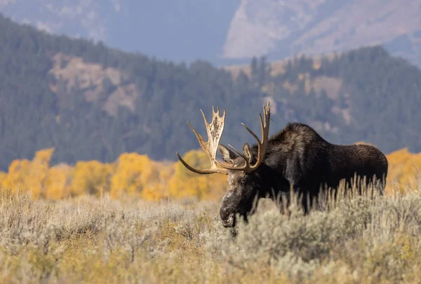 Býčí Shiras Los Během Podzimu Národním Parku Grand Teton Wyoming — Stock fotografie