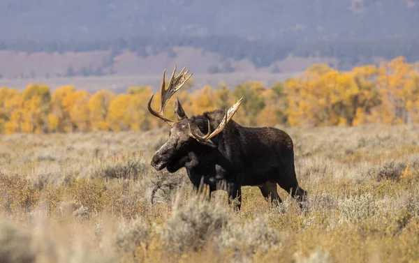 Orignal Taureau Shiras Pendant Ornière Automne Dans Parc National Grand — Photo