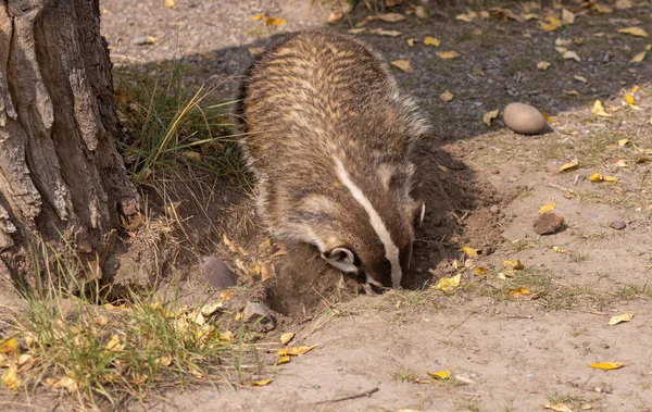 Barger Hunting Wyoming Autumn — стоковое фото