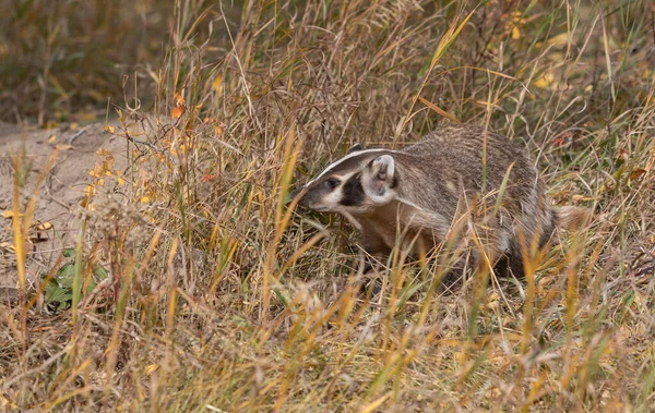 Una Caza Tejones Wyoming Otoño — Foto de Stock