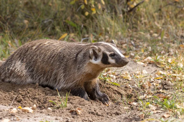 Une Chasse Blaireau Dans Wyoming Automne — Photo