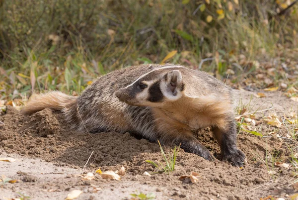 Grävling Wyoming Hösten — Stockfoto