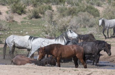 Utah Çölü'nde bir ziyarette200 vahşi atlar sürüsü