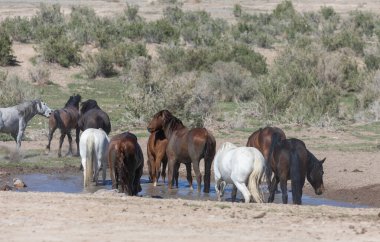 Utah Çölü'nde bir ziyarette200 vahşi atlar sürüsü