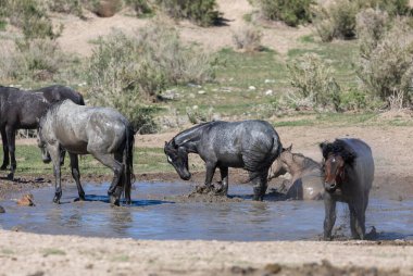 Utah Çölü'nde bir ziyarette200 vahşi atlar sürüsü