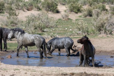 Utah Çölü'nde bir ziyarette200 vahşi atlar sürüsü