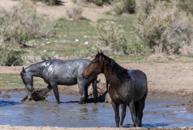 Utah Çölü'nde bir ziyarette200 vahşi atlar sürüsü