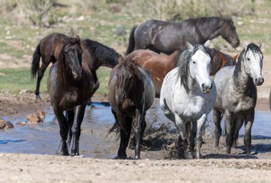 Utah Çölü'nde bir ziyarette200 vahşi atlar sürüsü