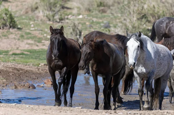 Utah Çölü Nde Bir Ziyarette200 Vahşi Atlar Sürüsü — Stok fotoğraf