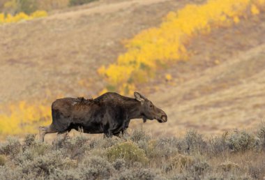 Sonbaharda Wyoming 'de bir inek Shiras geyiği