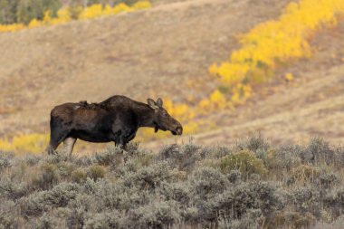 Sonbaharda Wyoming 'de bir inek Shiras geyiği
