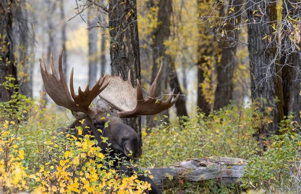 Býk Losa Postýlky Podzim Wyomingu — Stock fotografie