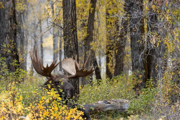 Een Stier Eland Ingebed Herfst Wyoming — Stockfoto