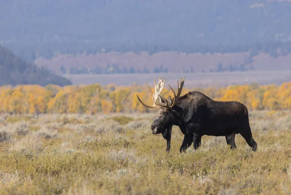 Bull Shiras Moose Fall Rut Grand Teton Naitonal Park Wyoming — Stock Photo, Image