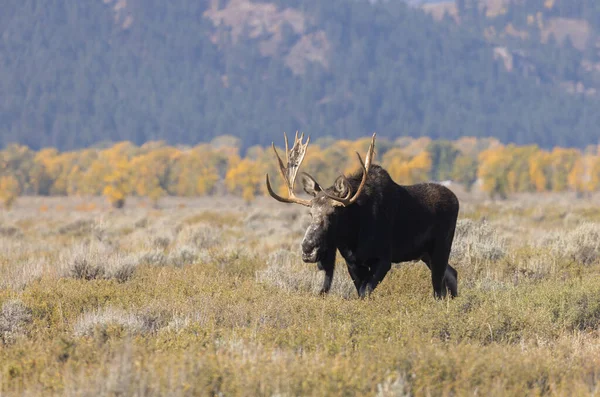 Tyr Shiras Elg Efteråret Rut Grand Teton Naitonal Park Wyoming - Stock-foto