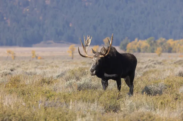 Tjur Tröjor Älg Hösten Rut Grand Teton Naitonal Park Wyoming — Stockfoto