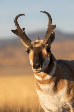 Güz pronghorn antilop para Wyoming