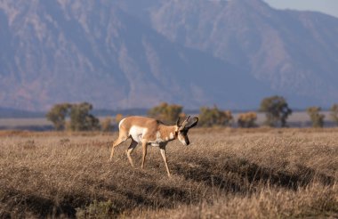 Güz pronghorn antilop para Wyoming