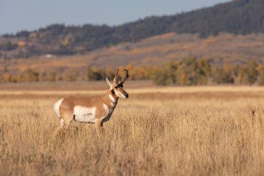 Güz pronghorn antilop para Wyoming