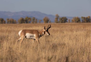 Güz pronghorn antilop para Wyoming