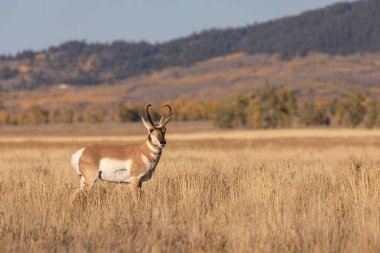 Güz pronghorn antilop para Wyoming