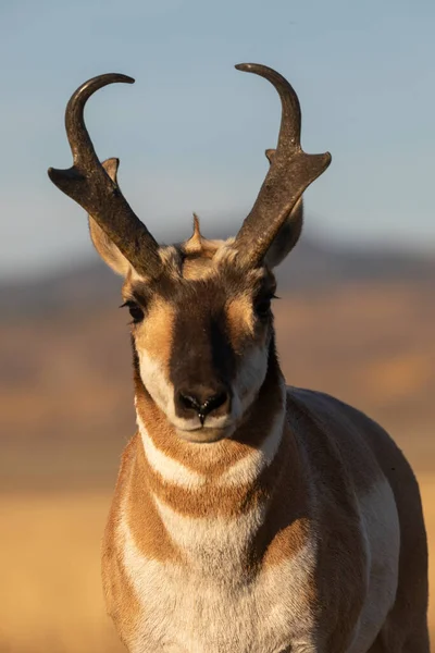 Buck Antílope Pronome Outono Wyoming — Fotografia de Stock