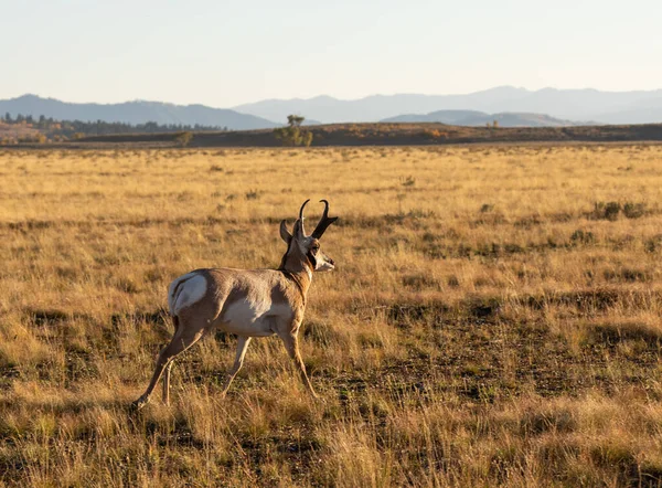 Pronghorn Antelope Buck Fall Wyoming — Stock Photo, Image