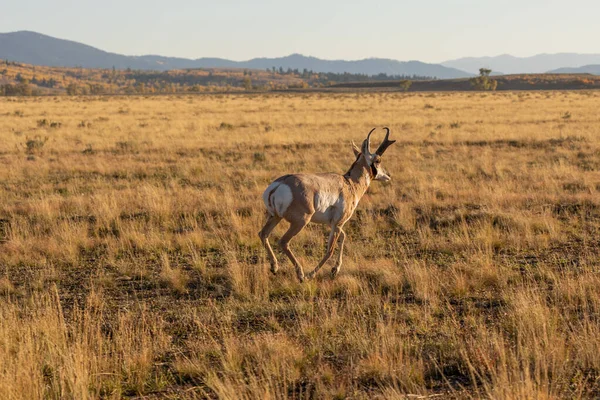 Ein Antilopenbock Herbst Wyoming — Stockfoto