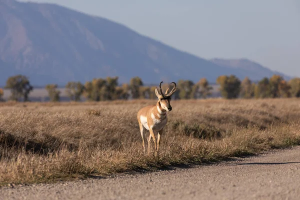 Güz pronghorn antilop para Wyoming